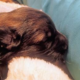 Cholula - Sable female German Shepherd puppy in Royston, Georgia from Samhain Shepherds