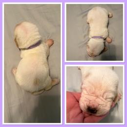 Lavender collar female - Lemon and white female Basset Hound puppy in Columbia, South Carolina from Pawmetto Hounds