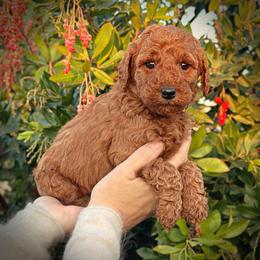 Yellow Collar Girl - Red  female Poodle puppy in Modesto, California from Dry Creek Poodles