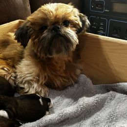 Mabel - Shih Tzu