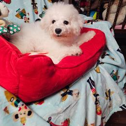 Blackie - White and buff male Bichon Frise puppy in Chatham, Illinois from Bichon Frise Partnership