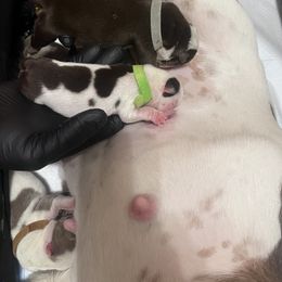 Bulldog Puppies from Jesus Santiago