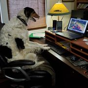 Totem - Borzoi