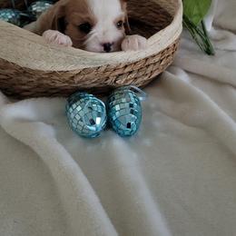 Theo - Blenheim male Cavalier King Charles Spaniel puppy in Decatur, Illinois from Petite Pups