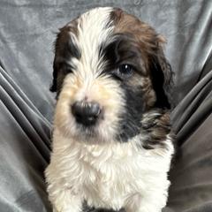 Girl 4 - Brindle and white female Saint Berdoodle puppy in San Antonio, Texas from Mammoth Doodles
