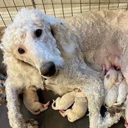 Poodles from Shepherds Poodles