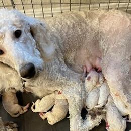Poodles from Shepherds Poodles