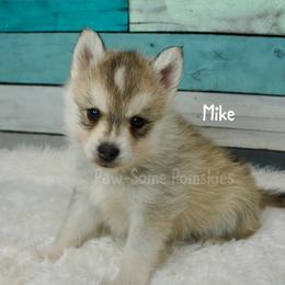 Mike - Silver male Pomsky puppy in Krum, Texas from Paw-Some Pomskies