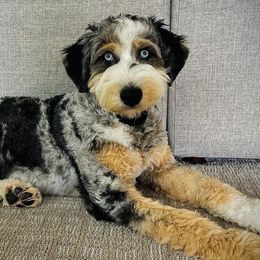 Aussiedoodles from Wasatch Back Aussiedoodles