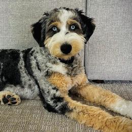Aussiedoodles from Wasatch Back Aussiedoodles