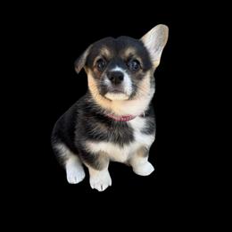 Merida - Black and tan female Pembroke Welsh Corgi puppy in Saint Johns, Florida from Colebrooke Farm