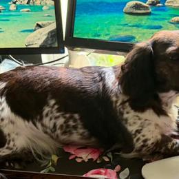 Penny - Dachshund