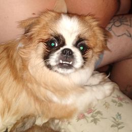 Nubbi - Pekingese