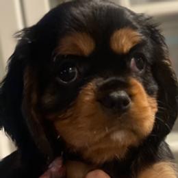 Cavalier King Charles Spaniel Puppies from Crown Jewel Cavaliers