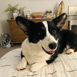 Moira - Cardigan Welsh Corgi