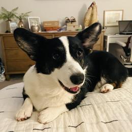 Moira - Cardigan Welsh Corgi