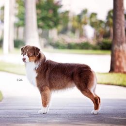 Australian Shepherd All Grown Up from Marion Lutz