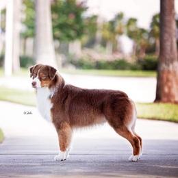 Australian Shepherd All Grown Up from Marion Lutz