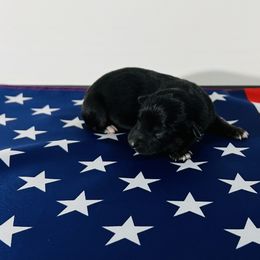 Mercy - Black tri Miniature Australian Shepherd puppy in Minnesota from Broken T Australian Shepherds