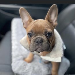 Boston Terrier and French Bulldog Puppies from High Plains Bullies