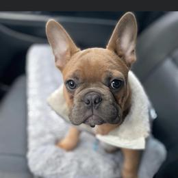 Boston Terrier and French Bulldog Puppies from High Plains Bullies