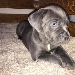 Cane Corso Puppies from Ruby Mountain Royalty