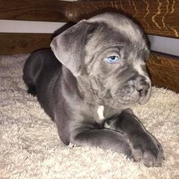Cane Corso Puppies from Ruby Mountain Royalty