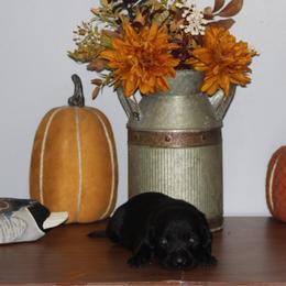 Boy 3 - Black male Labrador Retriever puppy in Four Oaks, North Carolina from TLC Retrievers