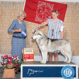 Siberian Husky All Grown Up from Howling Winds Siberians