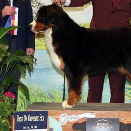 Lady - Bernese Mountain Dog