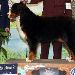 Lady - Bernese Mountain Dog