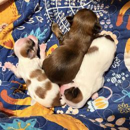 Biewer Terrier puppies from Petit Bijou