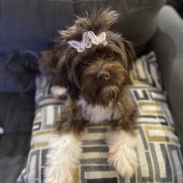 Olive - Havanese