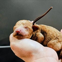 Mater - Red  male Goldendoodle puppy in Forest, Ohio from Mini Doodle Buddies