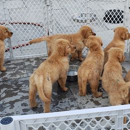 Golden Retriever Puppies from HighRoller Golden Retrievers