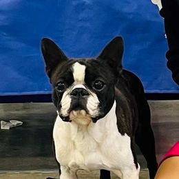 Jumanji - Boston Terrier