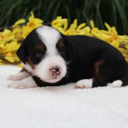 Luigi - Tri-color male Bernedoodle puppy in Perrysville, Ohio from Pleasant Valley Bernedoodles