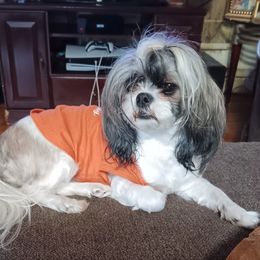 Shih Tzus from 1st Choyce Puppies