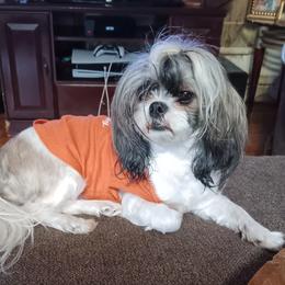 Shih Tzus from 1st Choyce Puppies