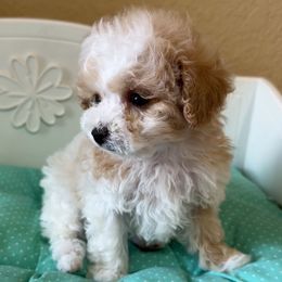Bluey - Apricot male Poodle puppy in Highland Ranch, Colorado from Toy Poodles