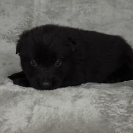 Peach Girl - Black coat - Black female German Shepherd puppy in Elijay, Georgia from Mission K9