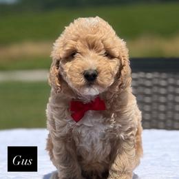 Gus - Apricot male Goldendoodle puppy in Estesburg, Kentucky from Wet Goldendoodle Kisses