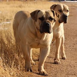Hugo - Boerboel
