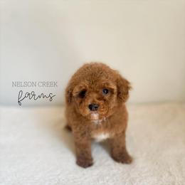 Paddy - Red male Maltipoo puppy in Huntsville, Texas from Nelson Creek Farms