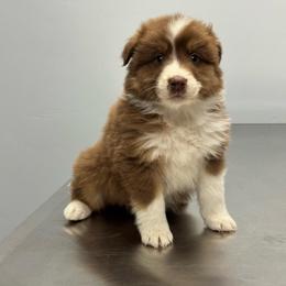 Denim - Red tri-color female Australian Shepherd puppy in Heber City, Utah from Junipersdoodles