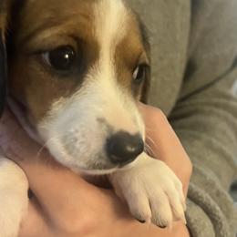 Dachshund Puppies from Scottland Ranch Dachshunds