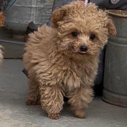 AKC BENTLEY - Brown male Poodle puppy in Taylorsville, North Carolina from SilverLining highlands and hounds