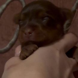 Hazel - Chocolate and tan female Yorkshire Terrier puppy in Kissimmee, Florida from The Yorkie House