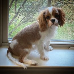Cavalier King Charles Spaniel Puppies from Seaborne Cavalier King Charles Spaniels