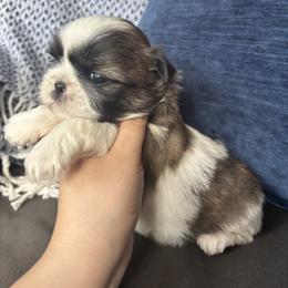 Copper - Tricolor male Shih Tzu puppy in Lakeland, Florida from Sunshine Shih Tzus